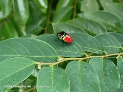 Chrysocoris eques