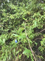 Billardiera heterophylla