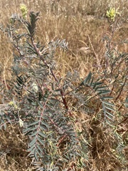 Astragalus asymmetricus
