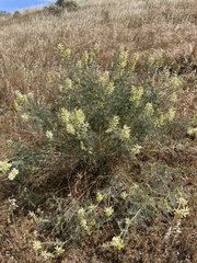 Astragalus asymmetricus