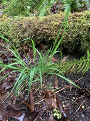 Carex hendersonii