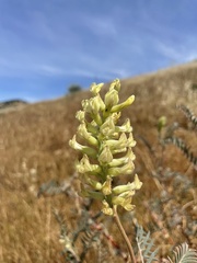 Astragalus asymmetricus