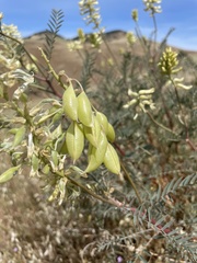 Astragalus asymmetricus