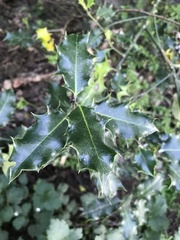 Ilex aquifolium