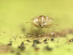 Corythucha incurvata