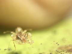 Corythucha incurvata