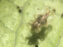 Corythucha incurvata
