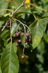 Allophylus timoriensis