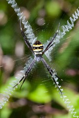 Argiope caledonia