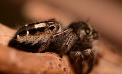 Phidippus insignarius