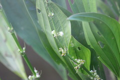 Echinodorus subalatus