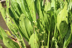 Echinodorus subalatus