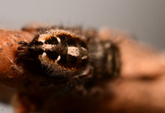 Phidippus insignarius