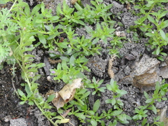 Calibrachoa parviflora