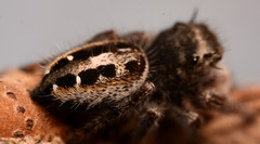 Phidippus insignarius