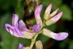 Astragalus guatemalensis