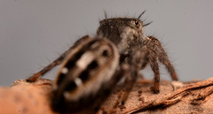 Phidippus insignarius