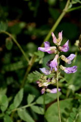Astragalus guatemalensis