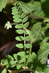 Astragalus guatemalensis