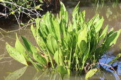 Echinodorus subalatus