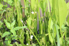 Echinodorus subalatus