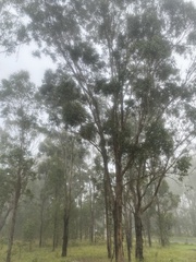 Eucalyptus moluccana