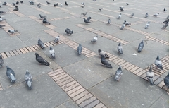Columba livia domestica