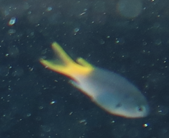 Neopomacentrus azysron