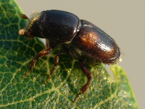 Banded Elm Bark Beetle photo 3