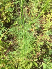 Ptilimnium capillaceum