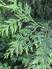 Thuja plicata
