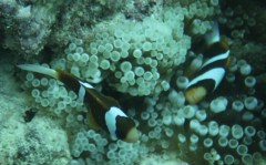 Amphiprion