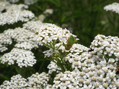 Chlorotabanus crepuscularis