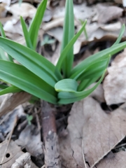 Allium