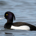Tufted Duck - Photo (c) Stephen Flynn, some rights reserved (CC BY-NC), uploaded by Stephen Flynn