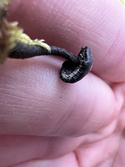 Auriscalpium vulgare
