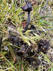 Auriscalpium vulgare