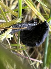 Auriscalpium vulgare