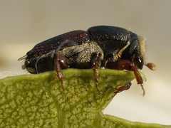 Scolytus schevyrewi