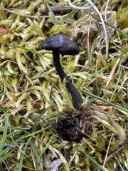Auriscalpium vulgare
