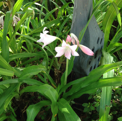 Crinum moorei