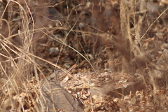 Sceloporus utiformis