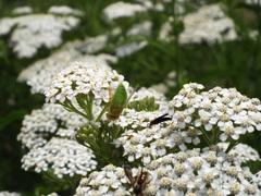 Chlorotabanus crepuscularis