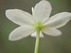 Meconella denticulata