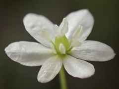 Meconella denticulata