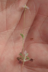 Meconella denticulata