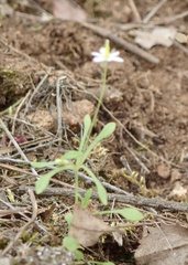 Meconella denticulata
