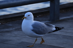 Larus delawarensis