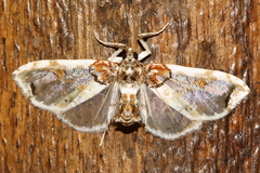 Neoleucinodes