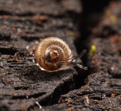 Paralaoma hobarti